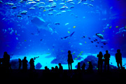 Tropen-Aquarium bei Hagenbeck