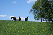 Holsteinische Schweiz