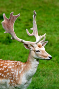 Damhirsch im Opel-Zoo