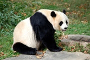Panda im Zoo Berlin