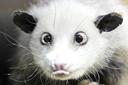 Opossum im Zoologischen Garten